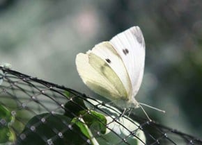 Butterfly Netting Butterfly Netting