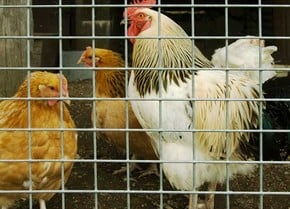 Chicken & Poultry Netting Chicken & Poultry Netting