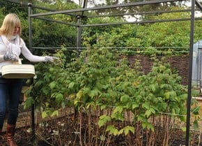 Fruit Support Frames Fruit Support Frames