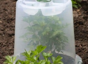 Plant Cloches & Tunnels Plant Cloches & Tunnels