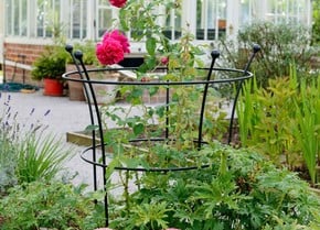 Plant supports on sale