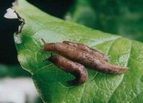 Slug Pest Control Slug Pest Control