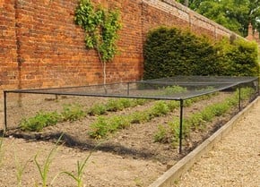 Strawberry Cages Strawberry Cages