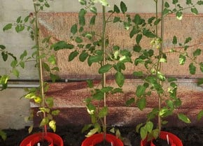 Tomato & Vegetable Planters Tomato & Vegetable Planters