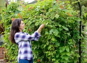 Vegetable Support Frames Vegetable Support Frames