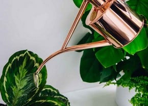 Watering Cans Watering Cans