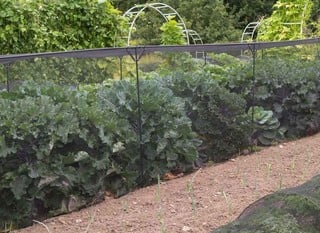Build Your Own Fruit &amp; Vegetable Cages