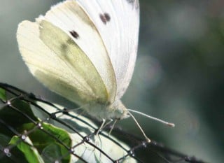 Butterfly Netting