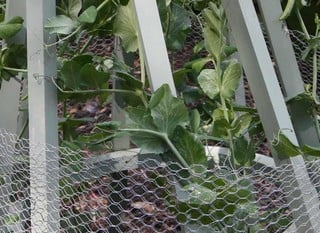 Chicken &amp; Poultry Netting