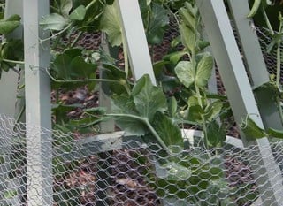 Chicken Wire