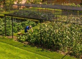 Fruit Cages