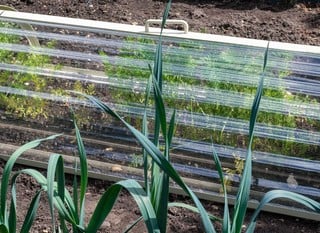 Garden Cloches & Tunnels Garden Cloches & Tunnels