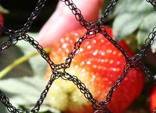 Garden &amp; Plant Netting