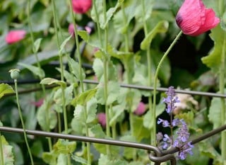 Garden Plant Stakes