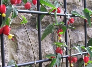 Garden Trellis