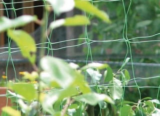 Pea &amp; Bean Netting