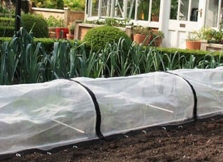 Plant Cloches &amp; Tunnels