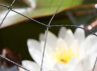 Pond Netting