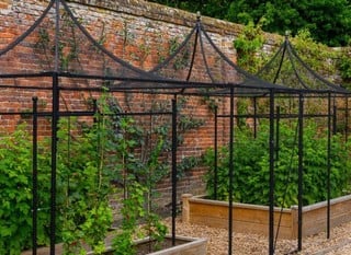 Steel Fruit Cages