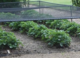 Strawberry Cages