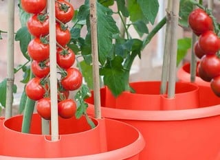 Tomato &amp; Vegetable Planters