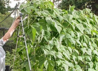 Vegetable Support Frames