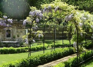 Wisteria Plant Supports