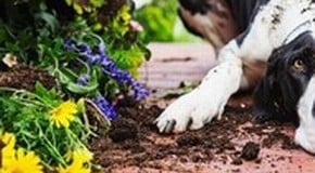 20 Tips for Gardening with Dogs in the UK