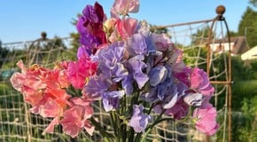 2023 Allotment Growing Roundup With Nicole Laird