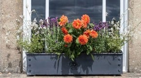 5 Ways to Fill Your Decorative Planters this Autumn