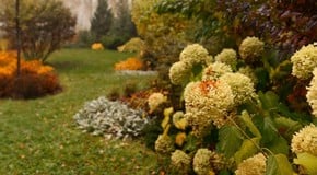5 Ways to Warm Up Your Garden with Autumn Colours