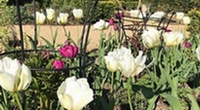 A bit of sanctuary in the garden