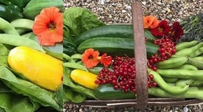 A challenging month in the Kitchen Garden