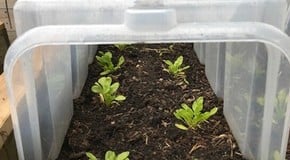 A challenging week for gardeners