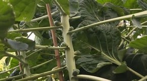 A hot, dry and windy August