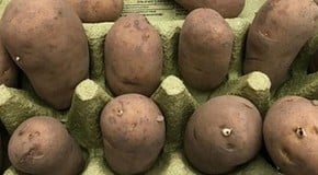 A mild start to the New Year