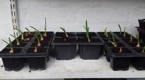 A month of four seasons