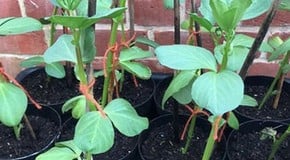 An unusually mild January