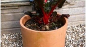 Another busy week planned in the Kitchen Garden