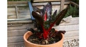 Another busy week planned in the Kitchen Garden