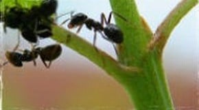 Ants in the Compost Heap - and the Lawn!