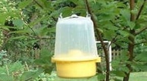 Aphids & Wasp Problem