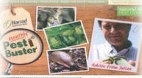 Aphids on Chili plants