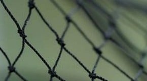 Apple Tree Catching Nets