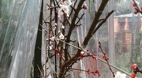 Apricot tree now in flower