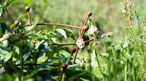 Are Circular Plant Supports Best?