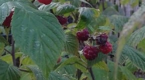 Autumn Raspberry Problems