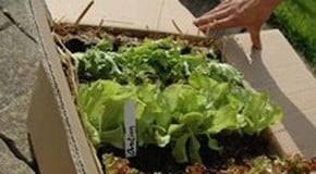 Autumn/Winter Plug Plants