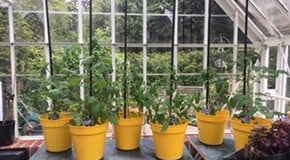 Bank Holiday Gardening!