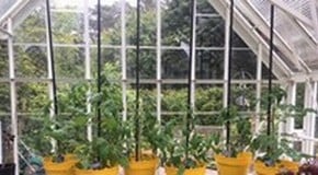 Bank Holiday Gardening!